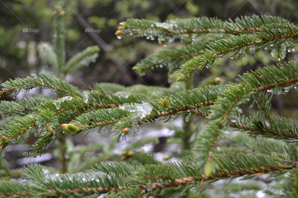 Melting snow on pine tree branch in late spring in the Rocky Mountains of Canada closeup 