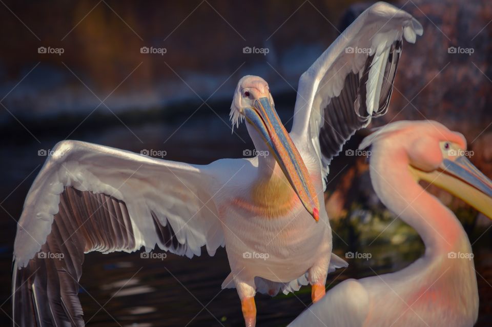 Close-up of pelicans