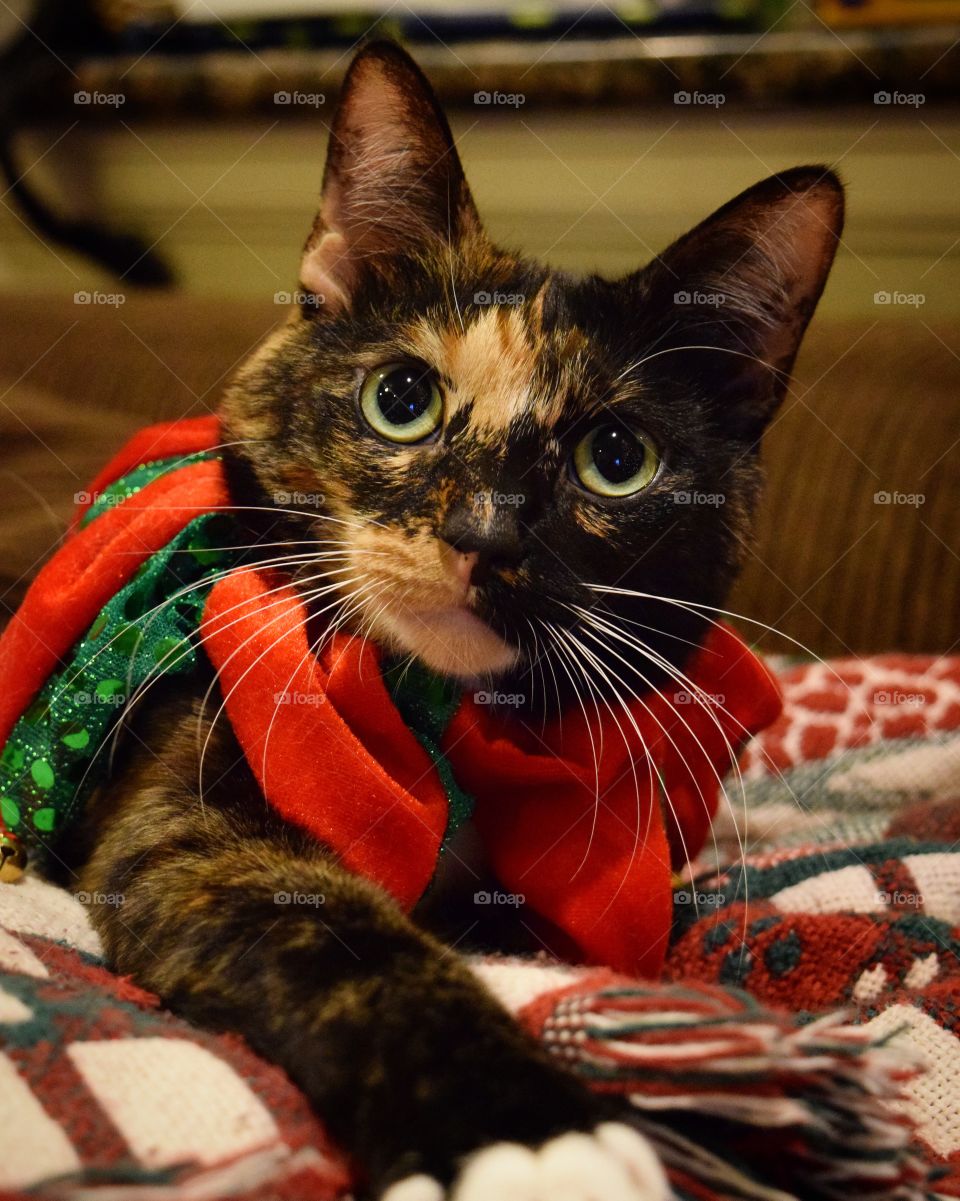 Silly girl Itty Bit enjoying her new collar and bells! 