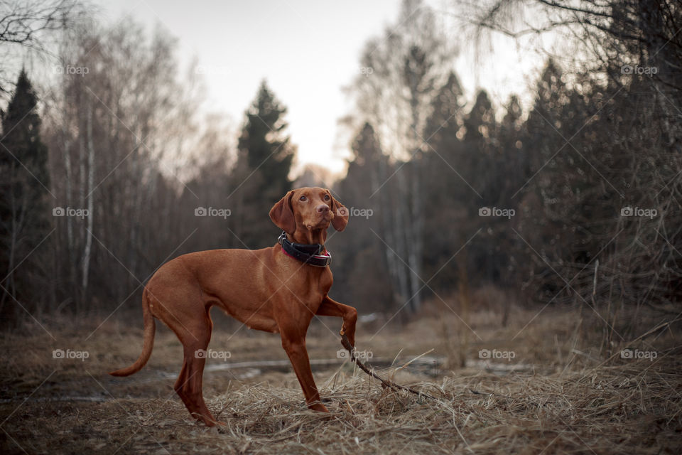 Hungarian vizsla playing outdoor at spring evening 