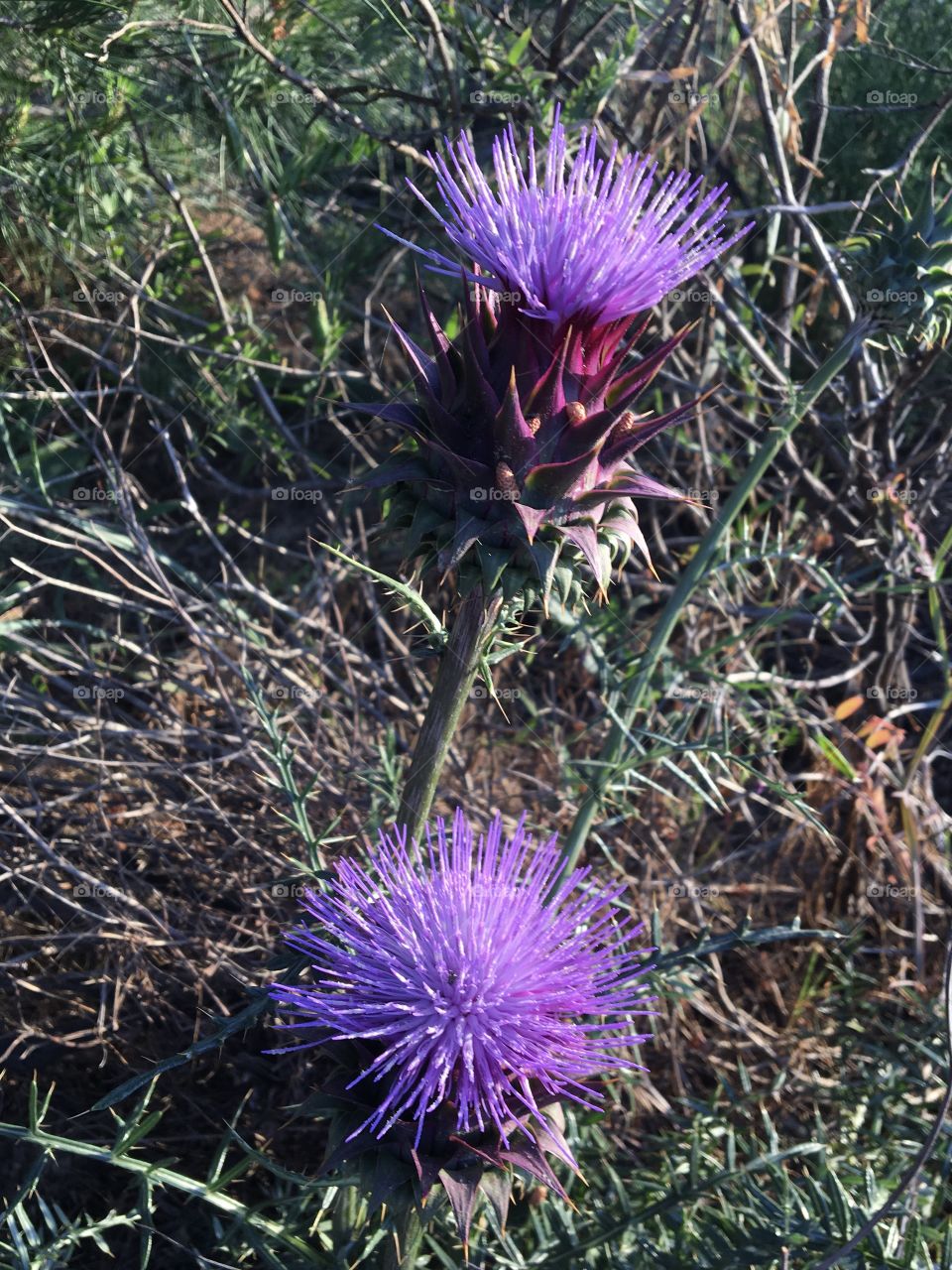 Nice blooming thistles