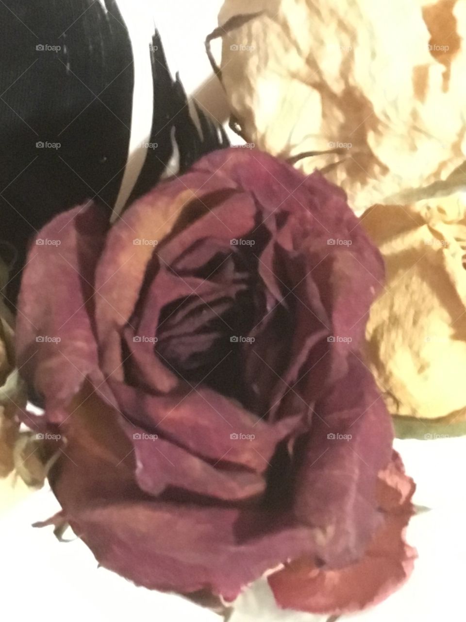 Dried rose