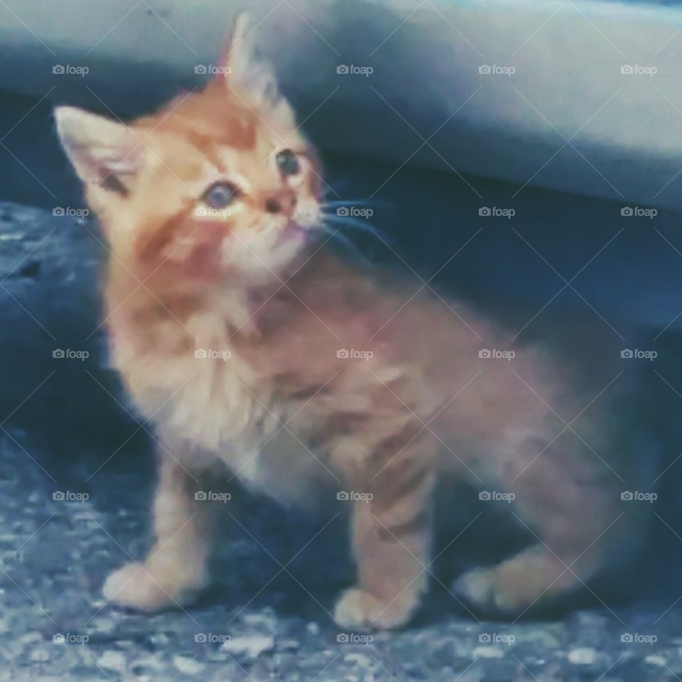 cute kitten