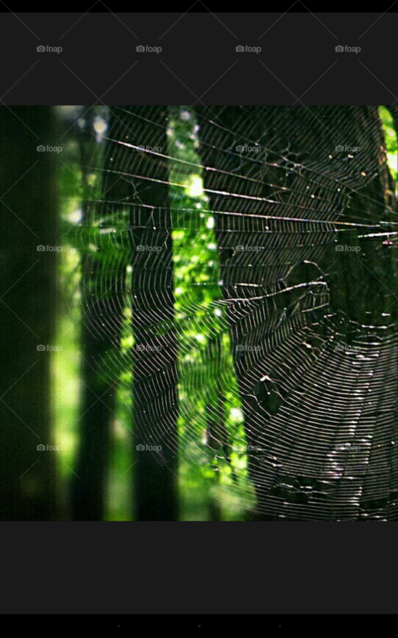 The webs we weave