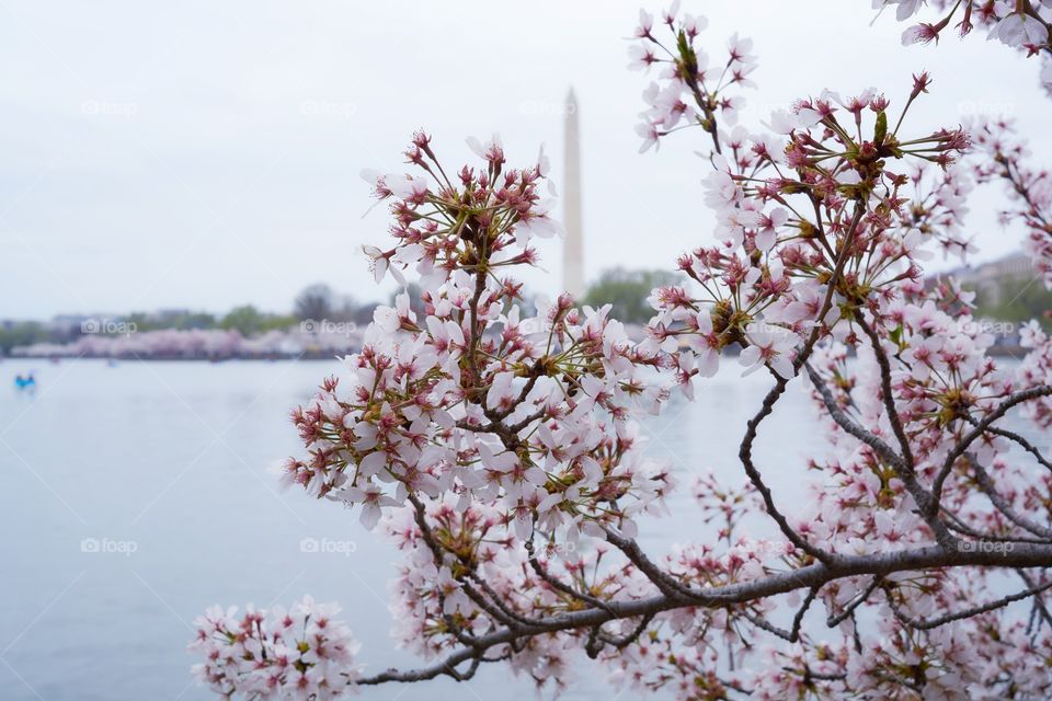 cherry blossom Washington D.C