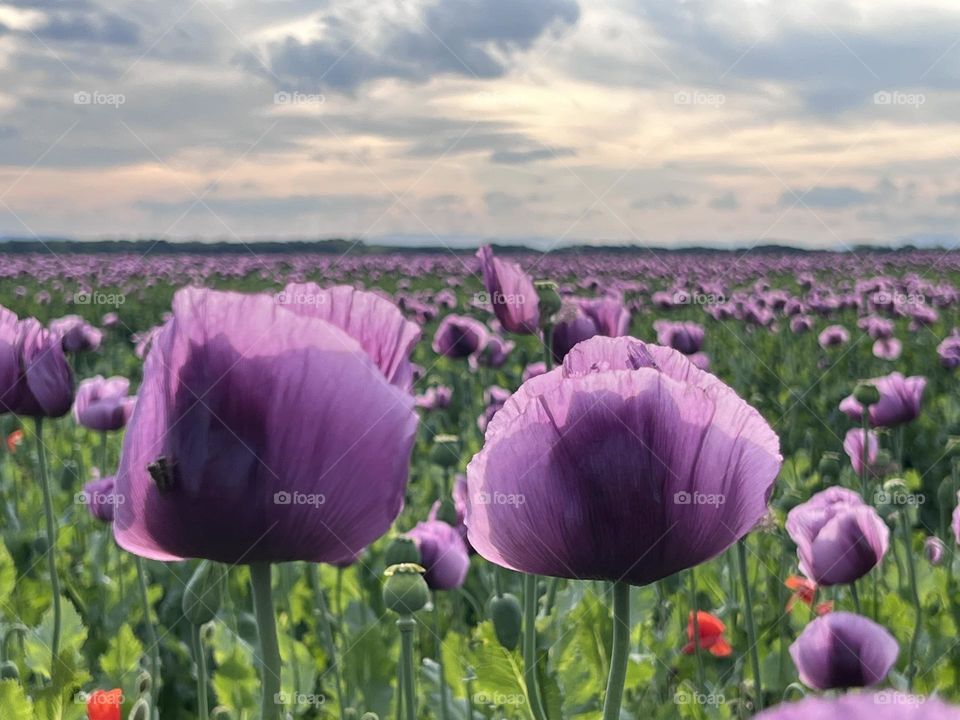 Poppyflower field