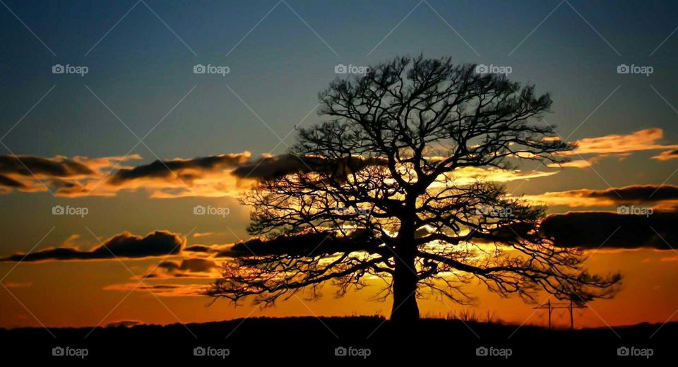 Old tree in sunset