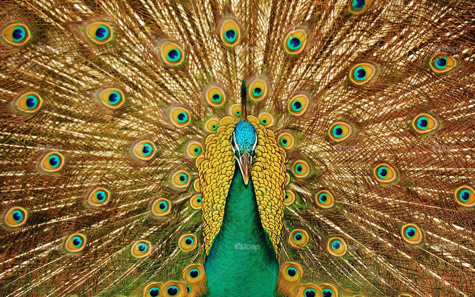 Peacock