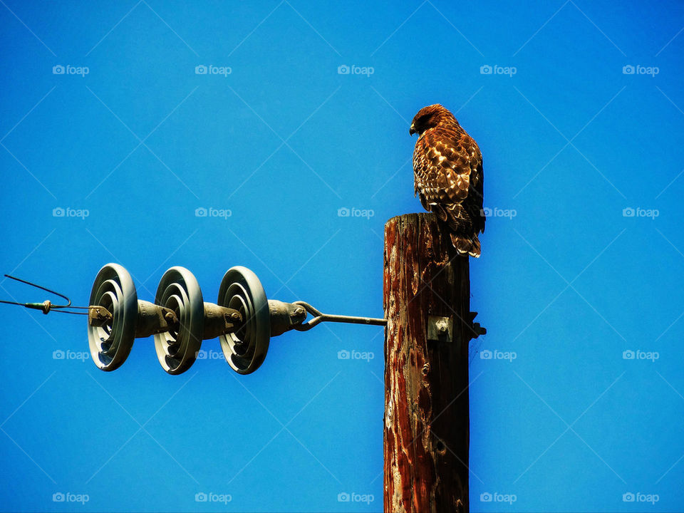 Wild hawk perching on a utility pole