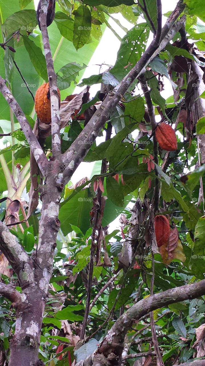 cacao in Ecuador