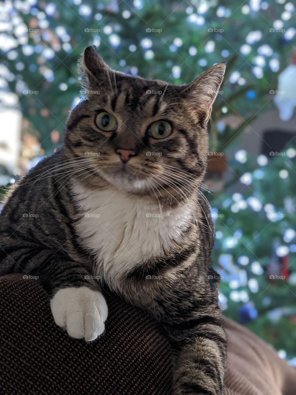 Christmas cat