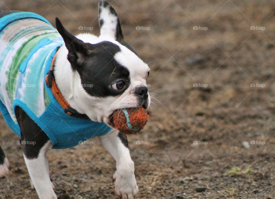 Fun at the dog park on a drizzly winter day. Pretty muddy, some grass, but the pups are always more interested in the mud. Mostly big dogs today which was a little intimidating as my Boston Terriers were a little snarky but they all had fun!!!🐶