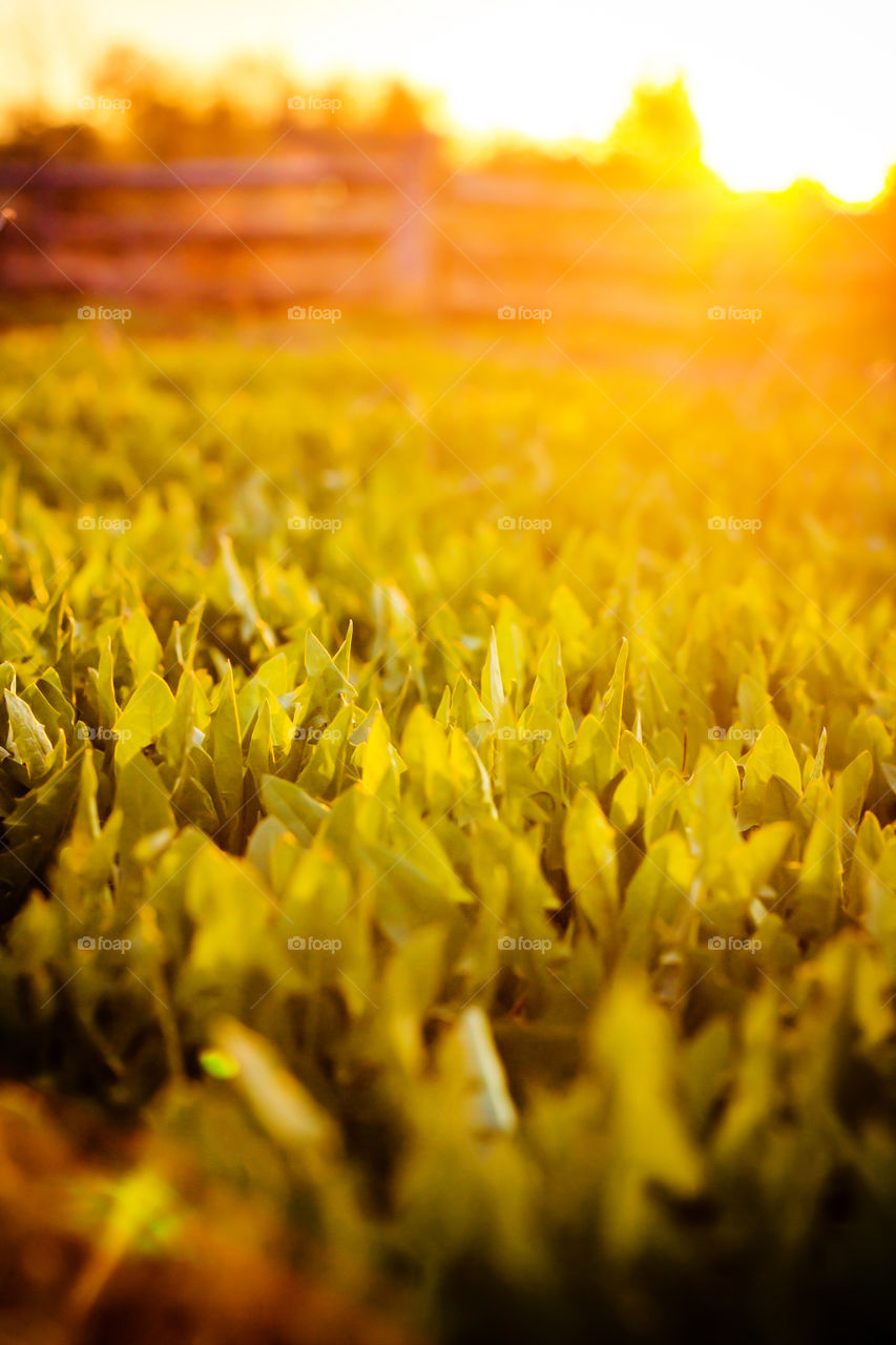 Growing grass in the field