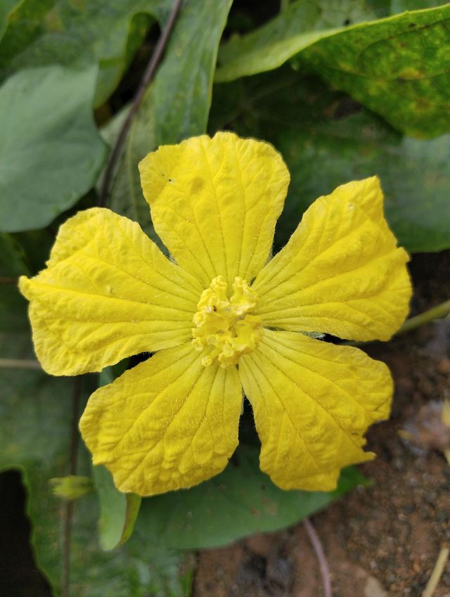 yellow flower