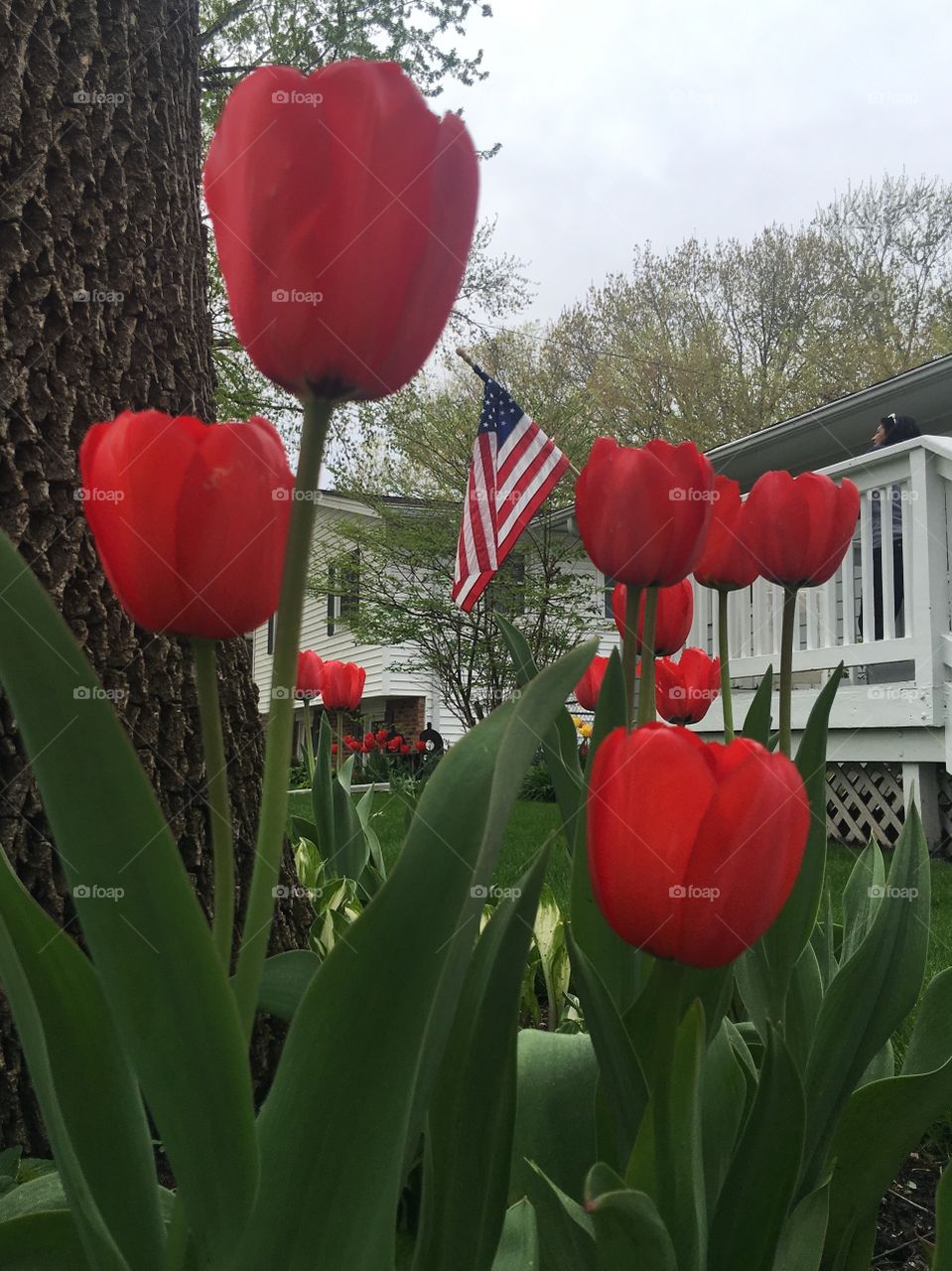 American flag through tulips.