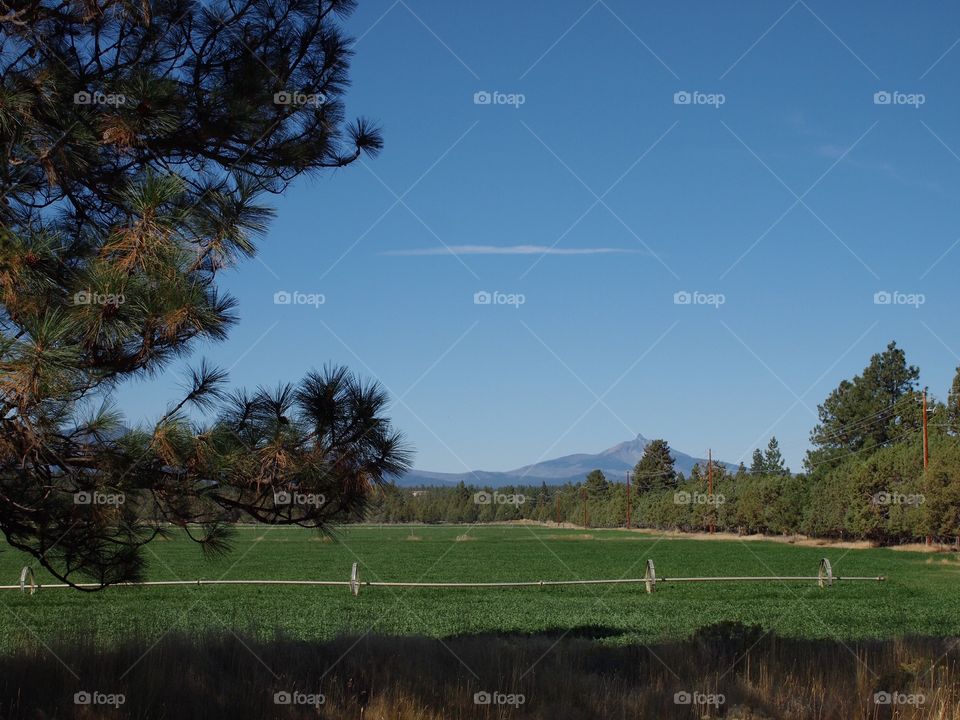 Irrigation wheel lines in a growing green farm field with Mt. Washington in the background and a ponderosa pine tree in the foreground on a beautiful sunny day in Central Oregon. 