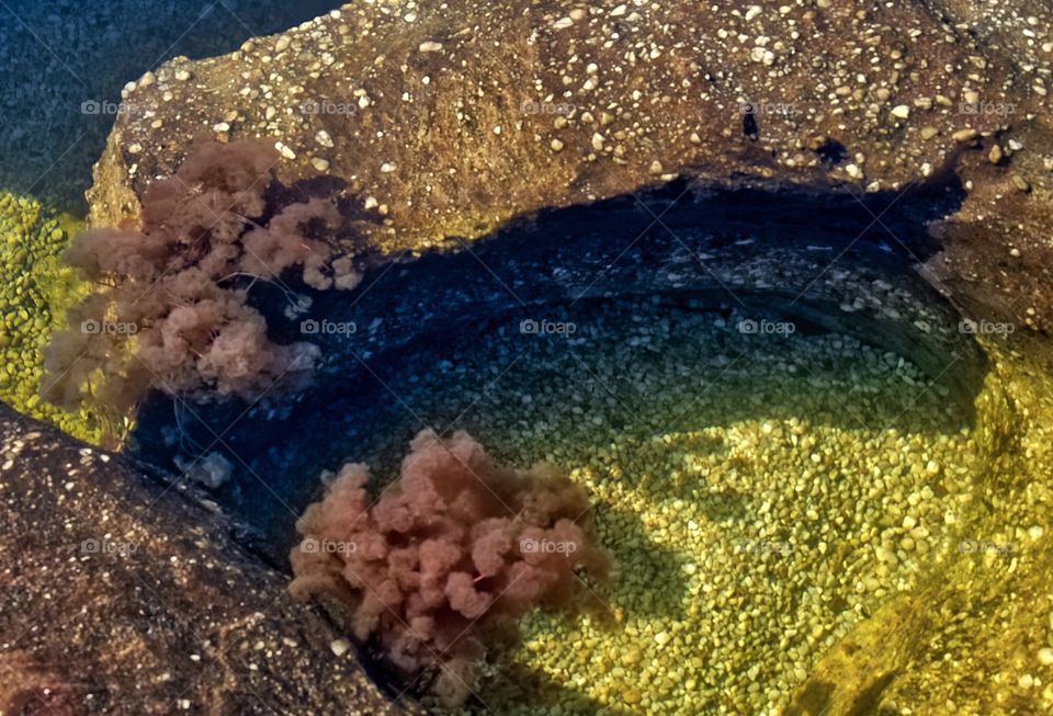 Close-up of underwater coral