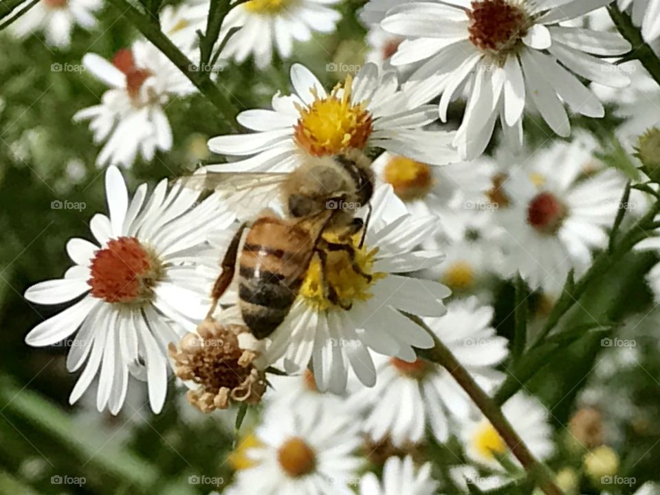 Bee collecting pollen 2