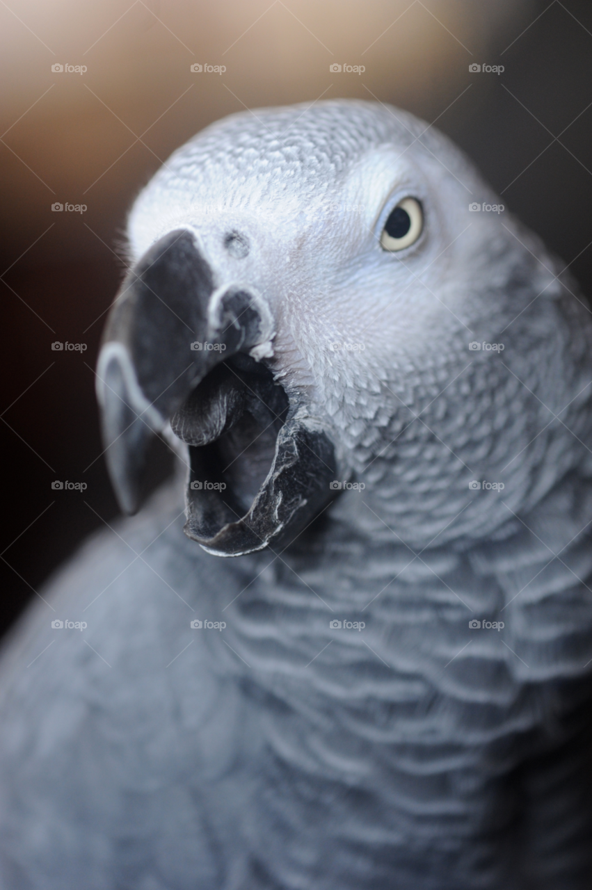 macro face grey bird by lightanddrawing
