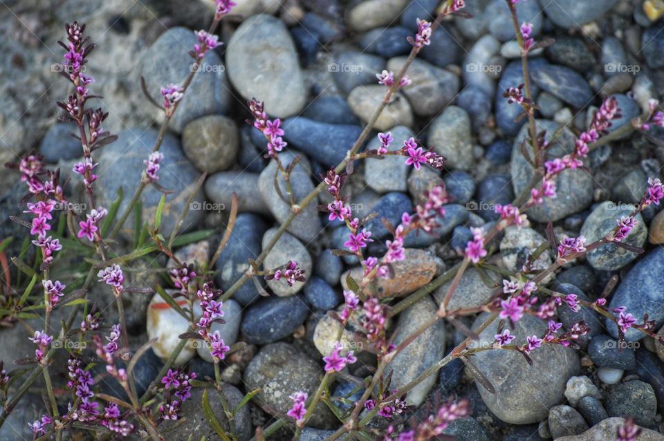 small purple flowers on a background of river pebbles