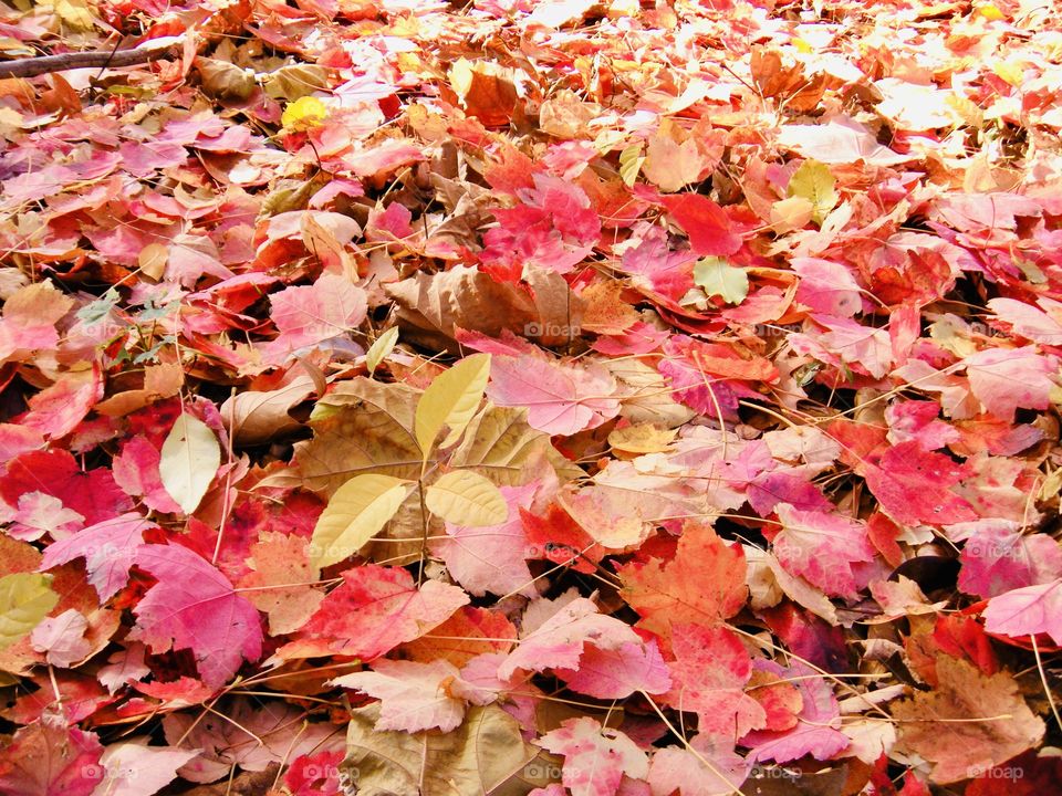 Fallen autumn leaves-carpets the ground in the most-dazzling displays of scarlet,crimson,yellow and bronze. To quote French author Albert Camus "Autumn is a second spring when every leaf is a flower."