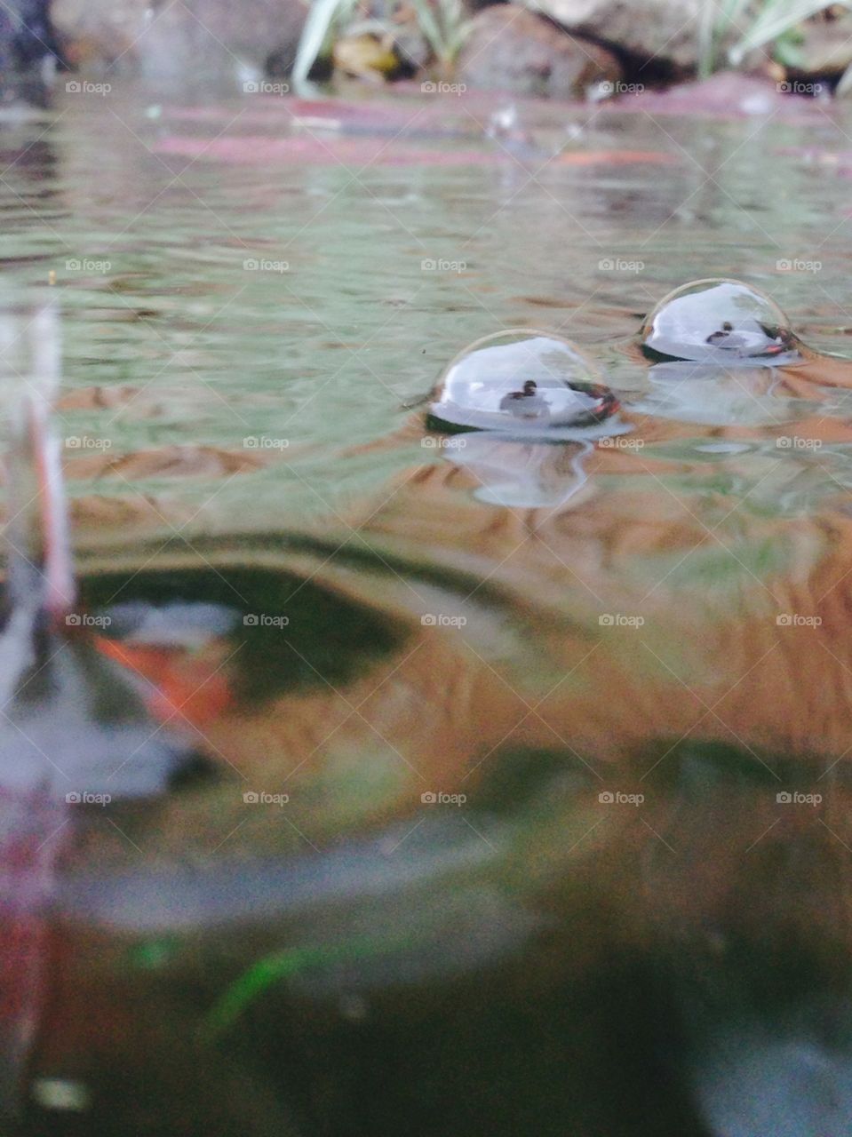 Rain on the pond