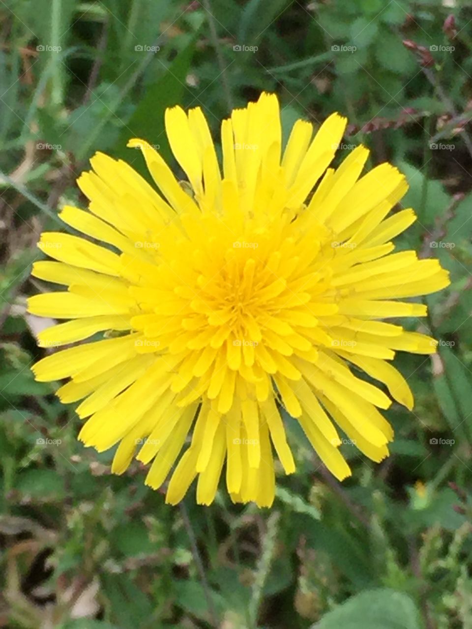 Dandelion