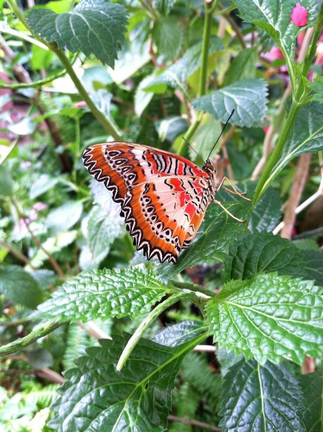 Beautiful butterfly 