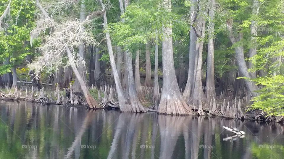 Cypress on the springs bank