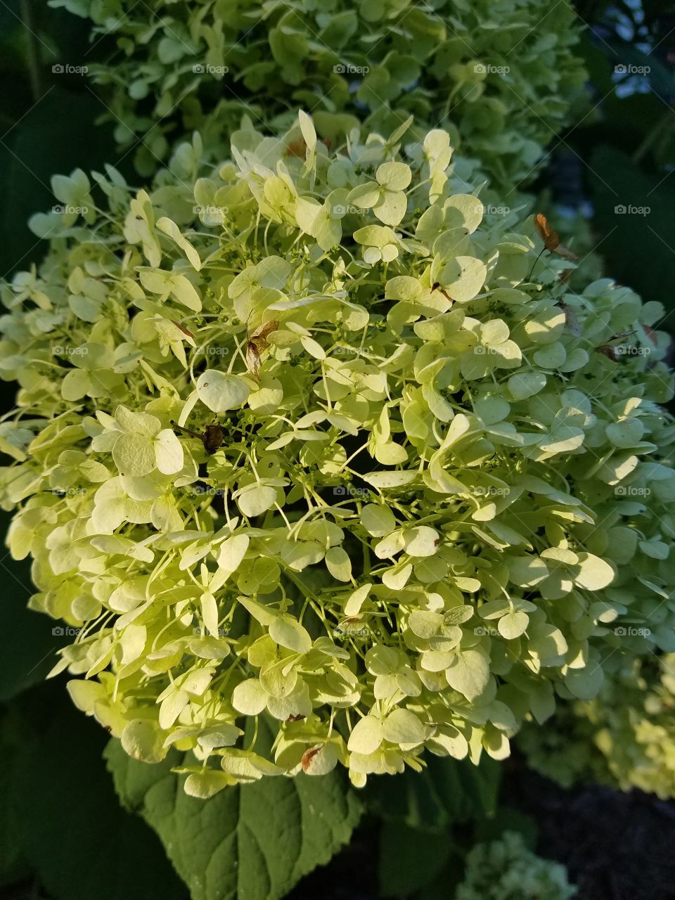 hydrangea in the sunshine
