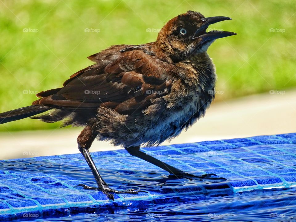 Mexican Grackle