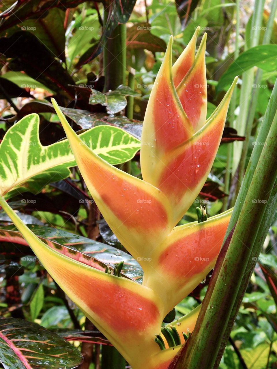 Exotic Tropical Giant Lobster Claw Flower 