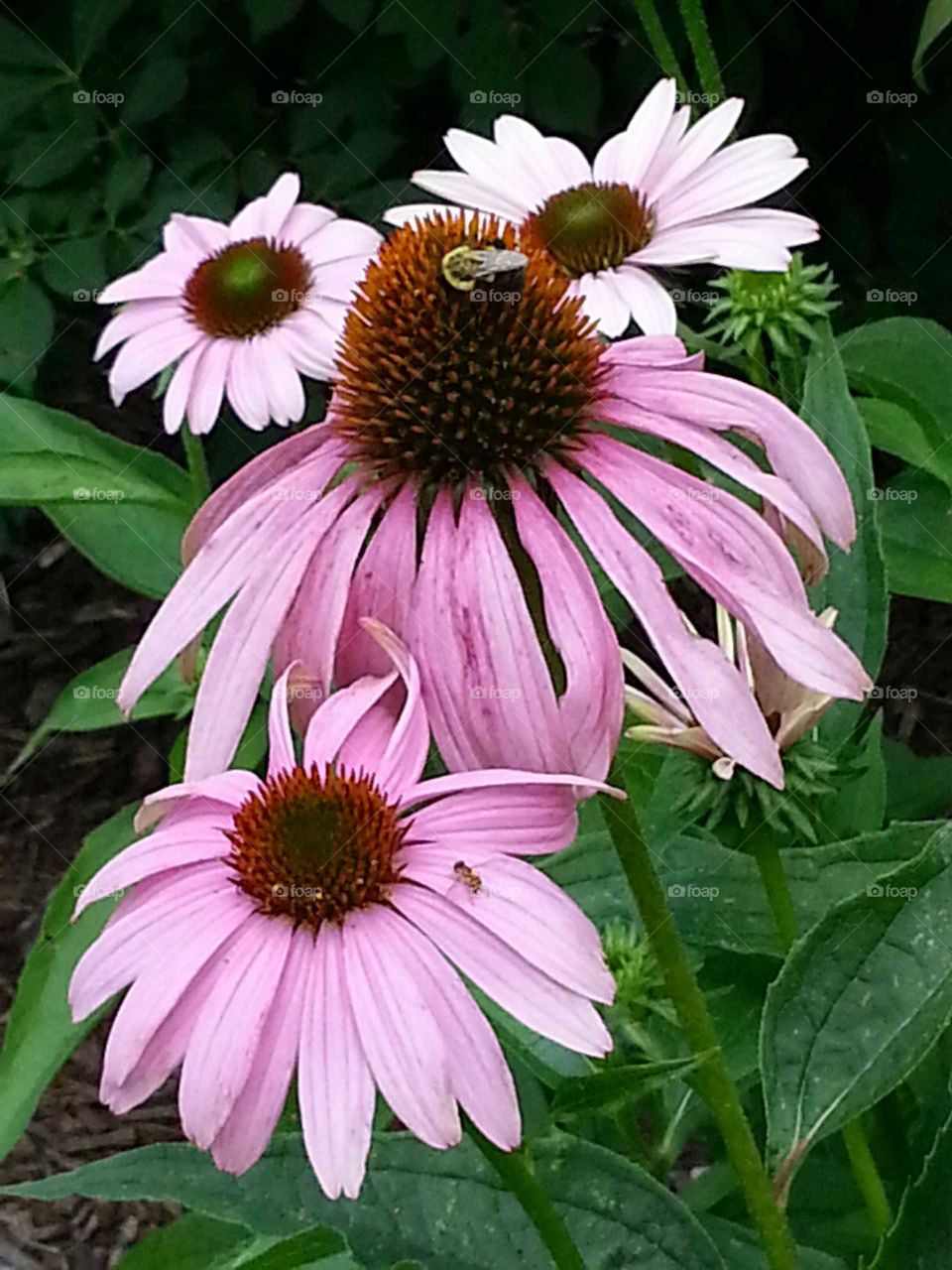 Pretty purple coneflowers brighten up a summers garden bed.