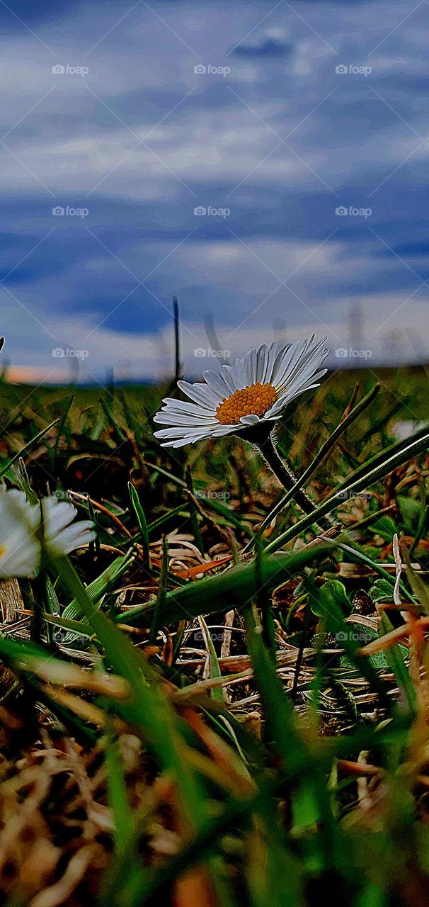 Daisy  the nature White