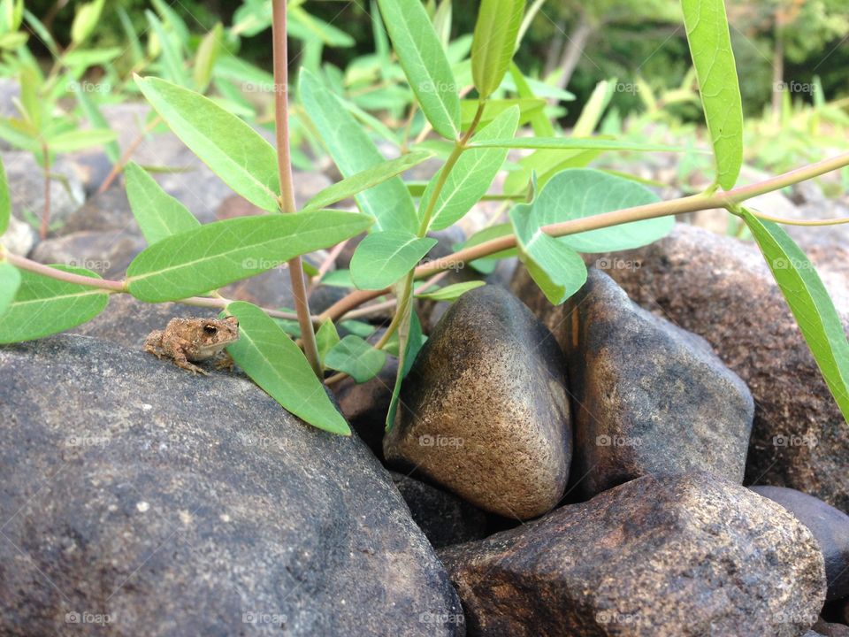 Baby frog