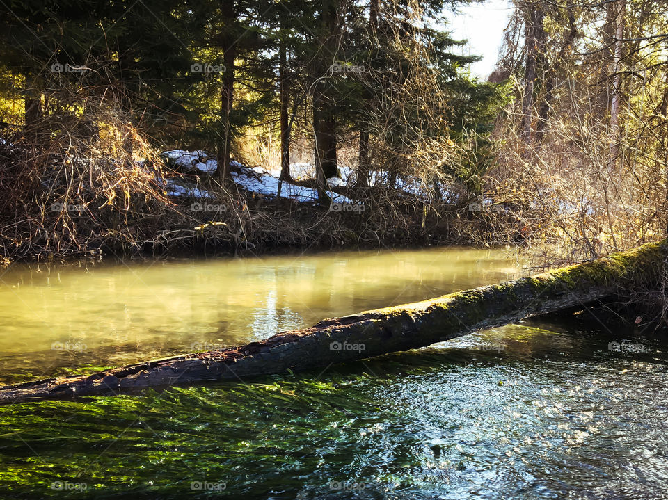 Yellow and Green brook