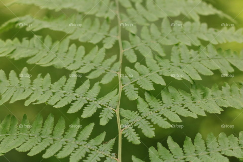 Plant close up , with leaves with symmetrical pattern