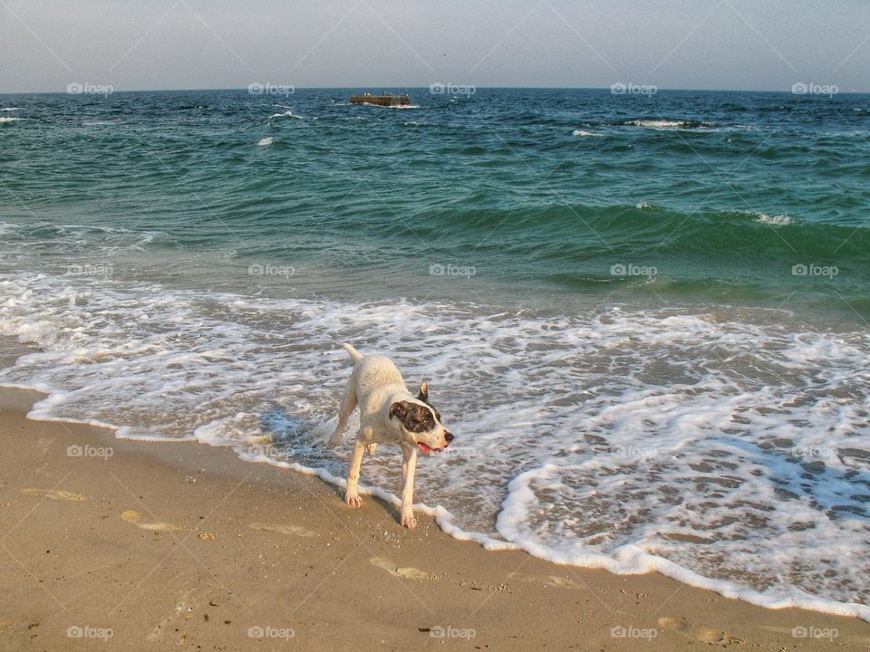 the dog by the sea собака у моря
