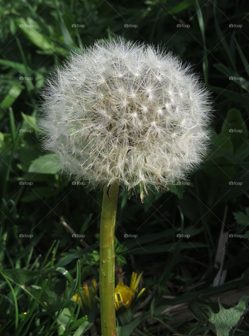 Close-up of dandelion