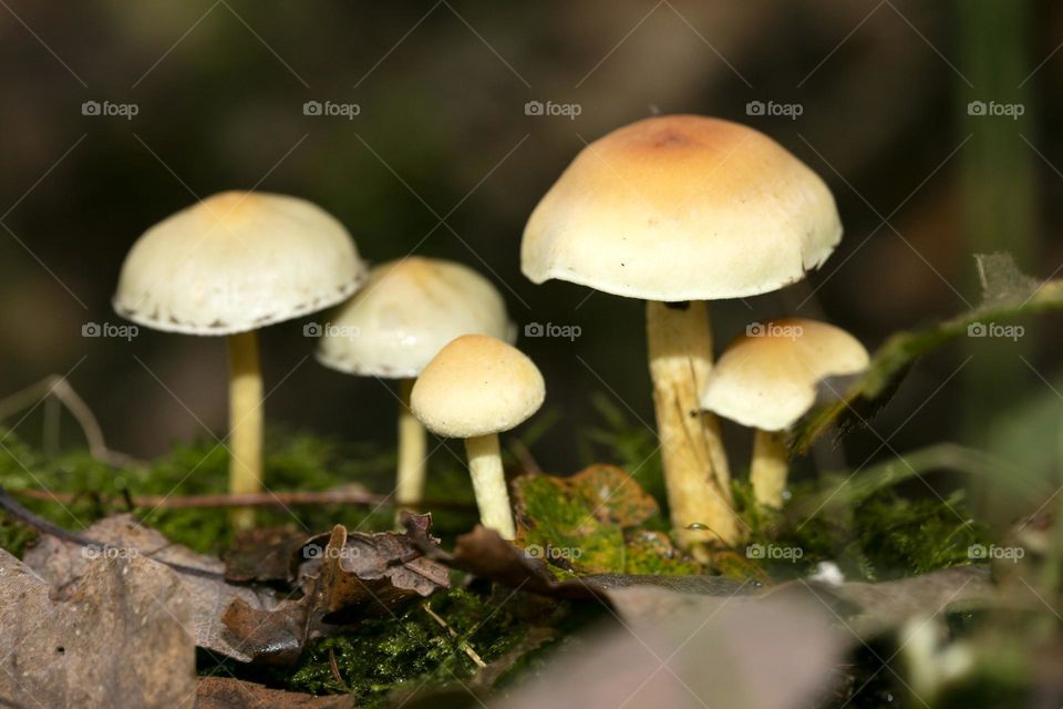Winter wild mushroom in close up background nature therapy amazing wildlife beautiful life