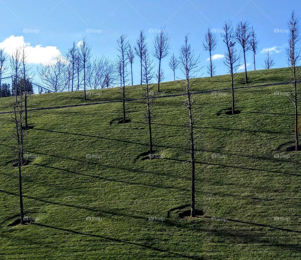 The shadows of small road trees have long neat lines, and straight trees in the blue sky with green hayfield that is a harmonious beauty. comfortable to our eyes.