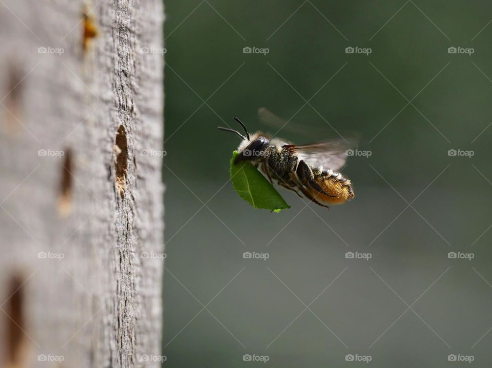 Leafcutter bee carries nesting material