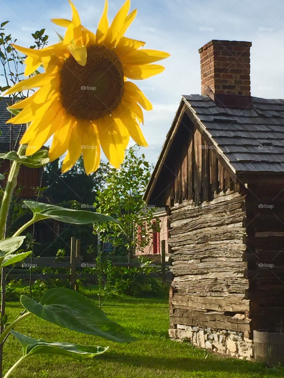 Barn and sunflower