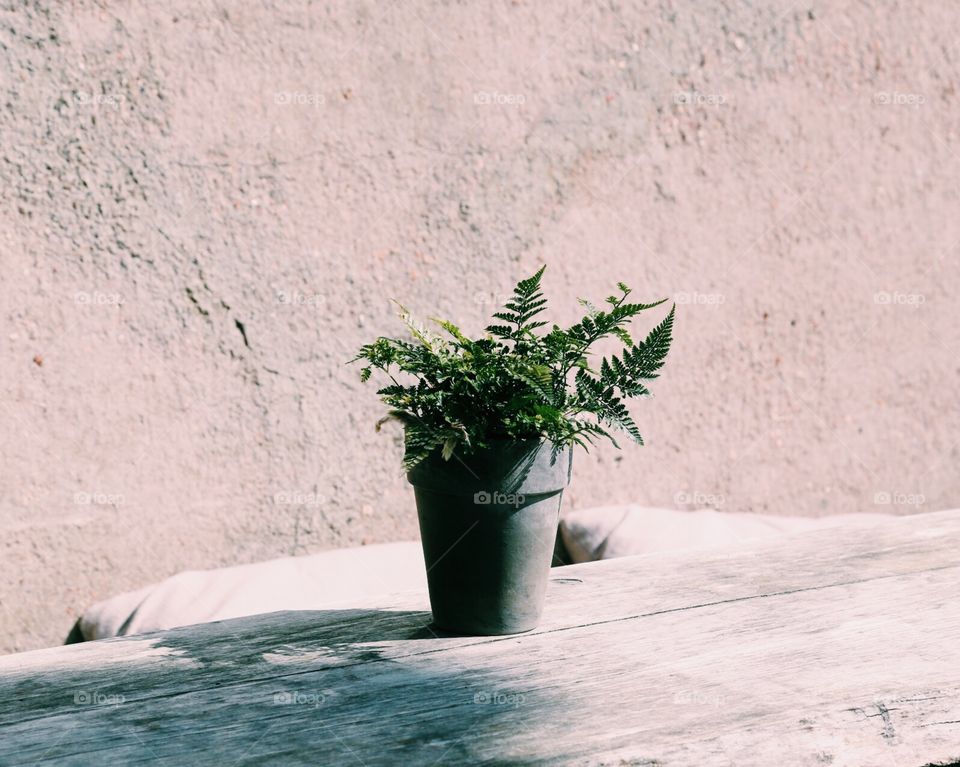 A plant in a pot