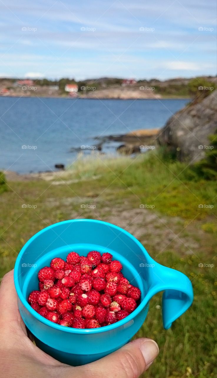 A human holding mug containing wild strawberry