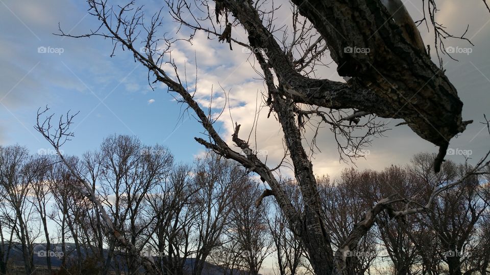 trees under a fall sky