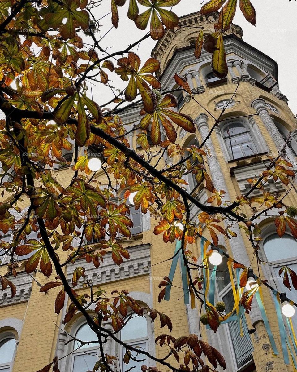 Yellow chestnut on the background of urban architecture