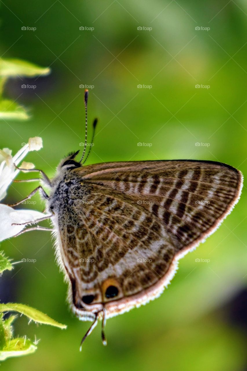 Butterfly on a white flower