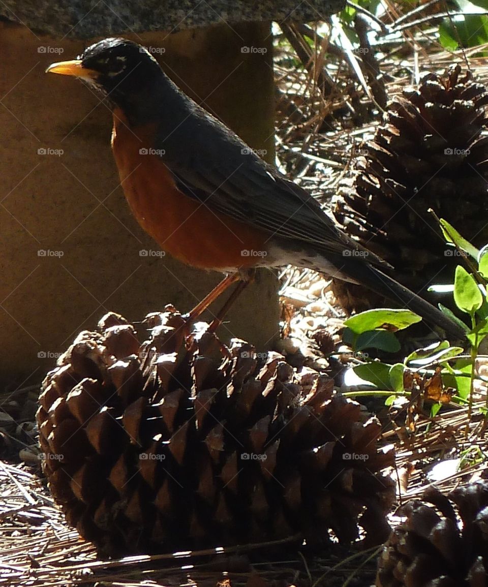 Bird on Pinecone. Just hanging out!