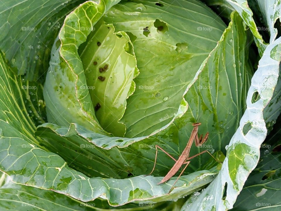 A cabbage in the organic farm that a mantis beside it. if some insects on the vegetables that are great, safe and healthy.
